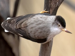 - Varied Sittella (White-winged)