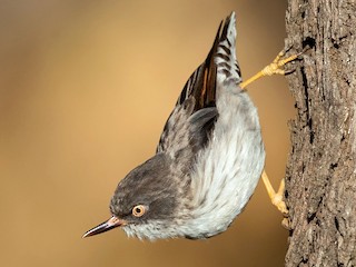  - Varied Sittella (Orange-winged)
