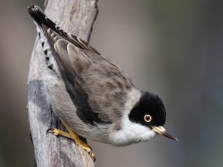  - Varied Sittella (Black-capped)