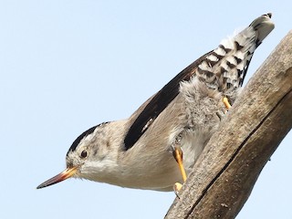  - Varied Sittella (Black-capped)