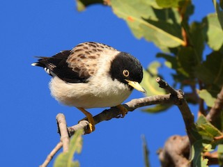 Female (White-winged) - Harn Sheng Khor - ML623010012