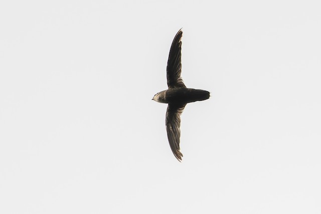 Costa Rican Swift