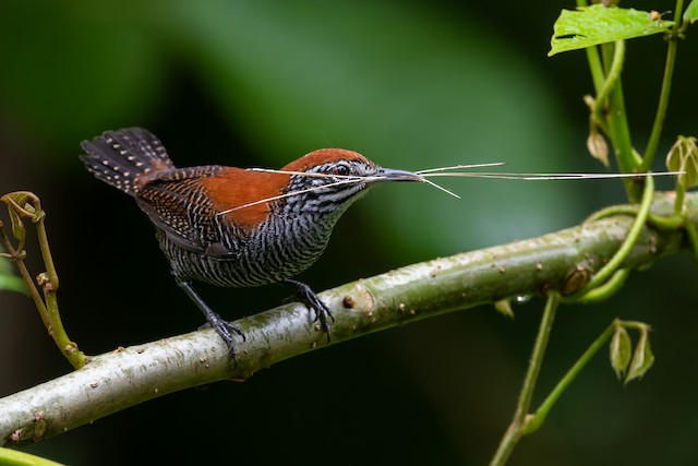 Riverside Wren