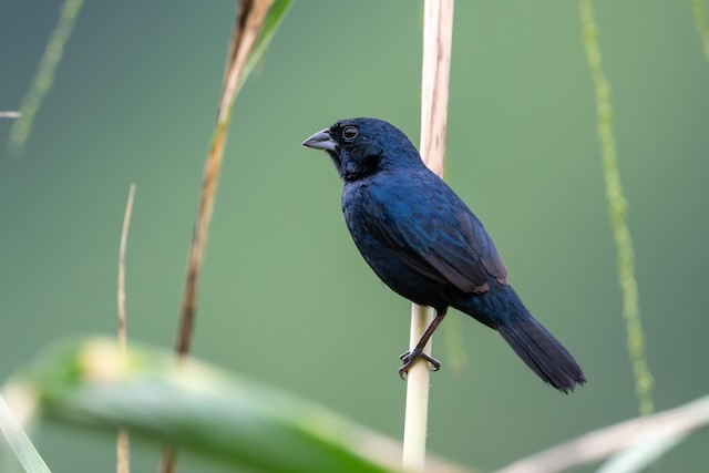 Blue-black Grassquit