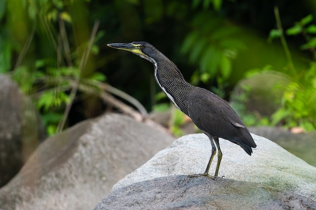 Fasciated Tiger-Heron