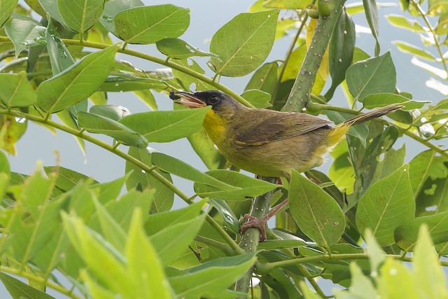 Gray-crowned Yellowthroat