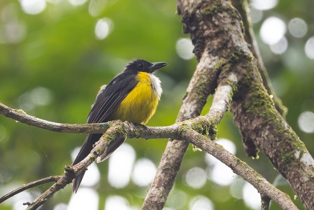 White-throated Shrike-Tanager