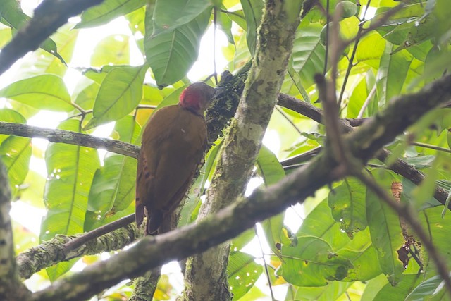 Rufous-winged Woodpecker