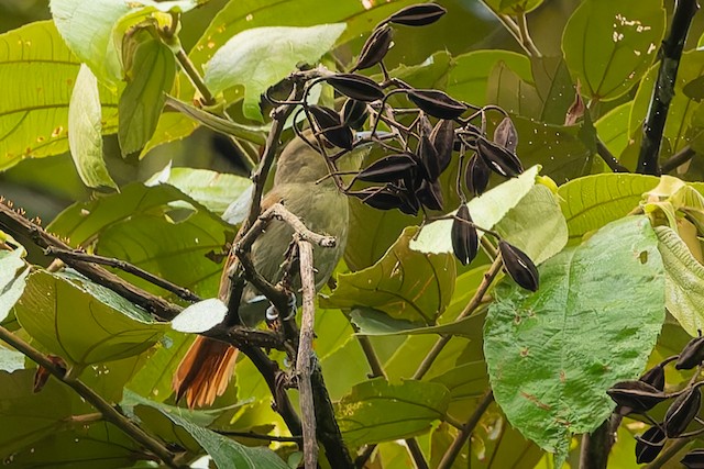 Russet Antshrike