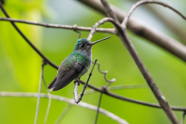 Charming Hummingbird