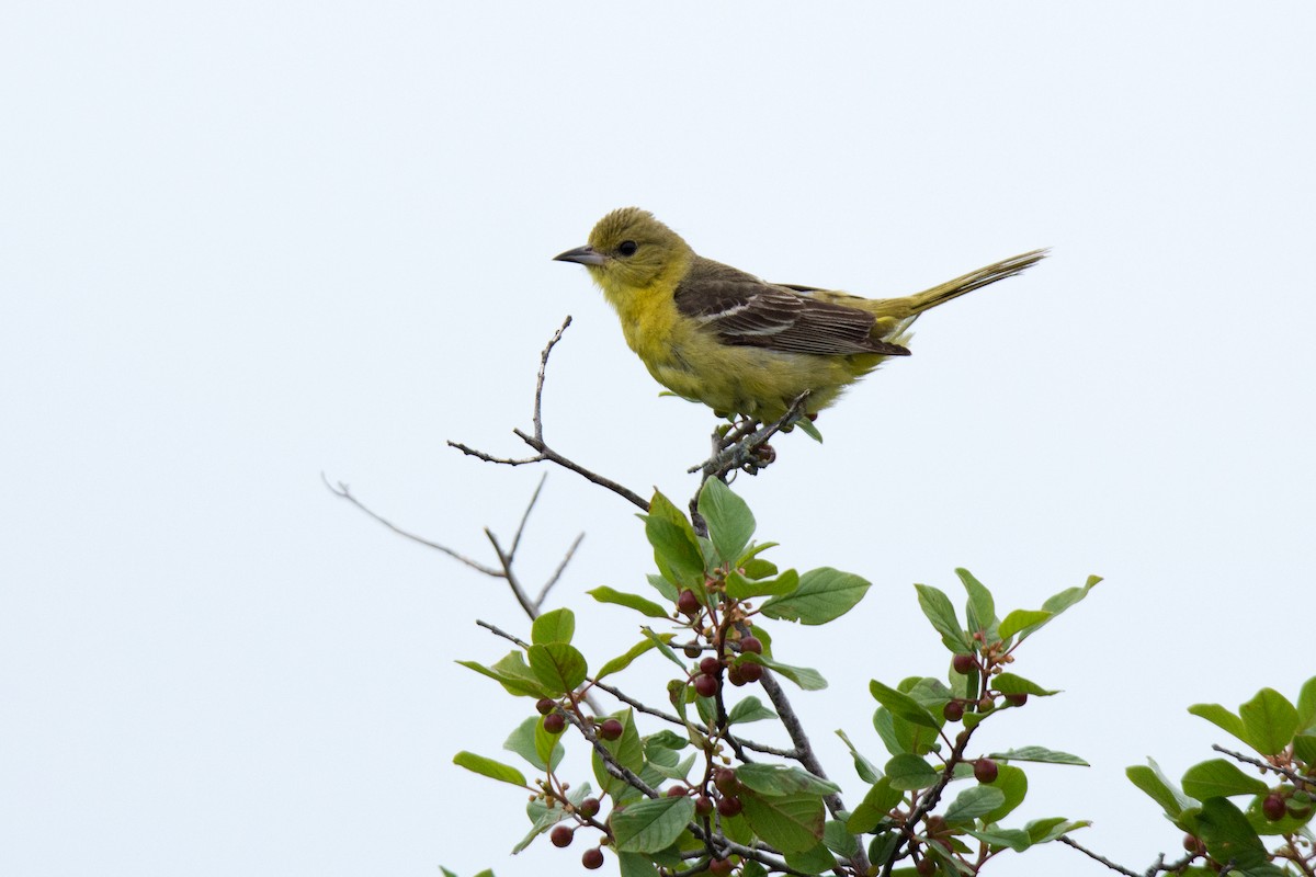 Orchard Oriole - ML62301771