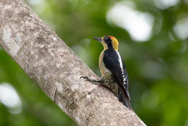 Golden-naped Woodpecker