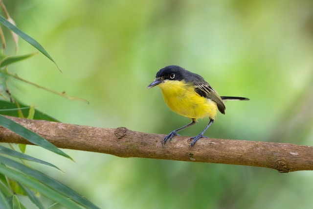 Common Tody-Flycatcher