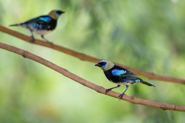 Golden-hooded Tanager