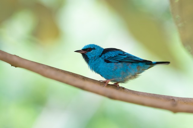 Blue Dacnis