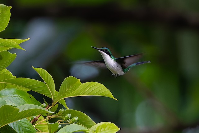 Purple-crowned Fairy