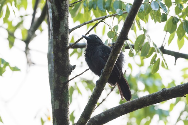 Black-hooded Antshrike