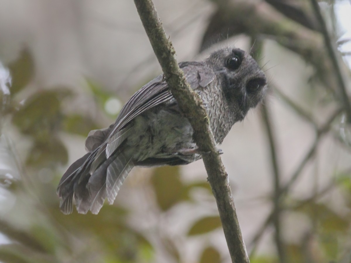 Karimui Owlet-nightjar - Aegotheles terborghi - Birds of the World