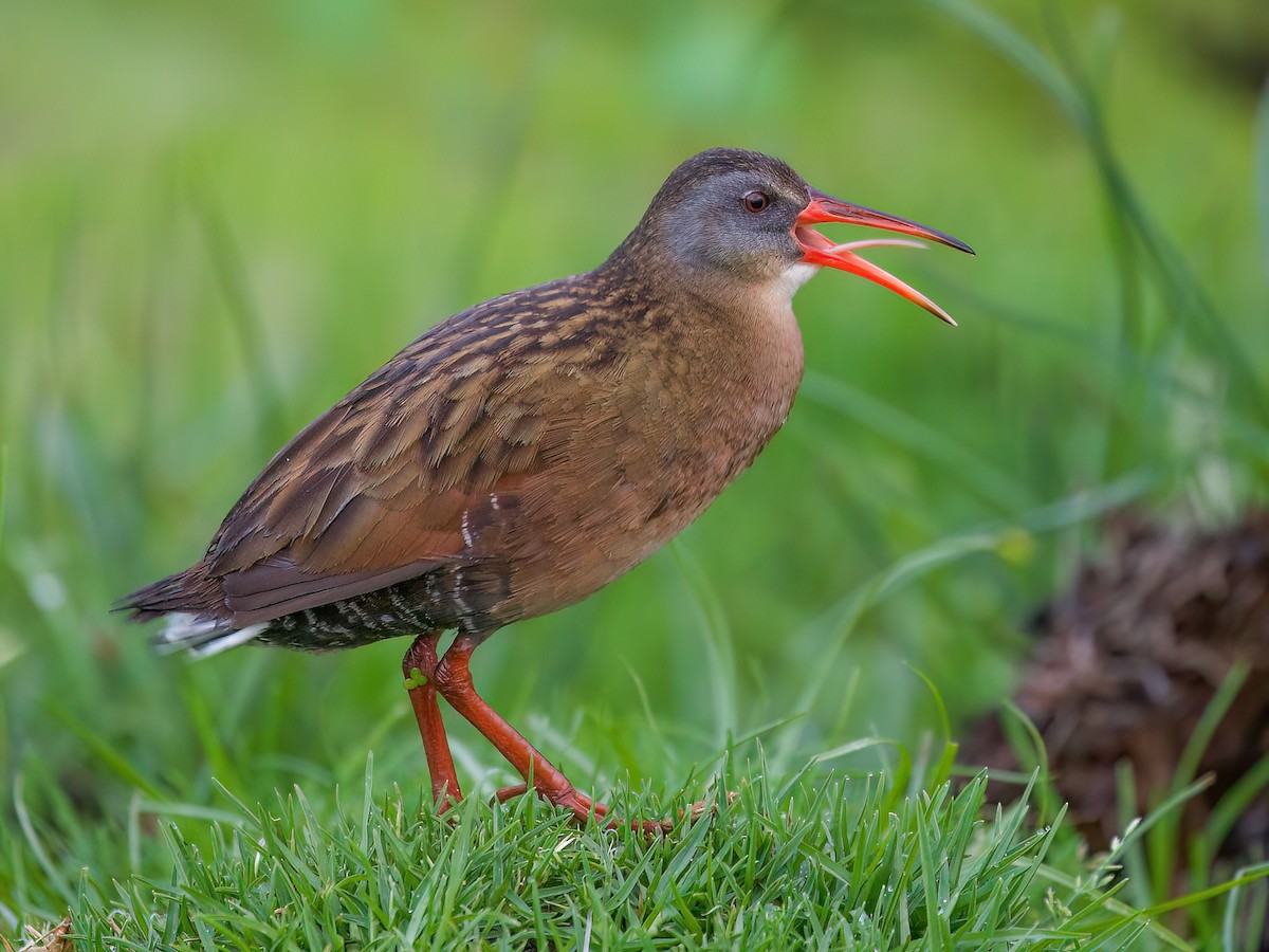 Ecuadorian Rail - Rallus aequatorialis - Birds of the World
