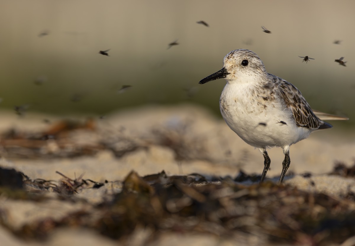 Win a free spot in the Cornell Lab’s Shorebird Identification course ...