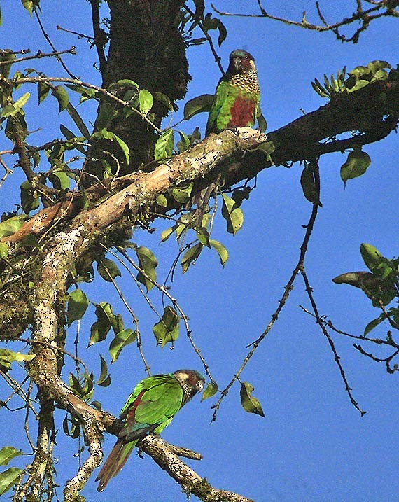 Boyalı Papağan (picta) - ML62302501