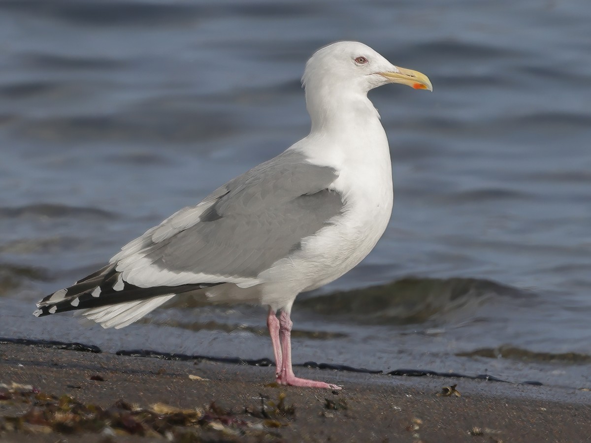 Vega Gull - Larus vegae - Birds of the World