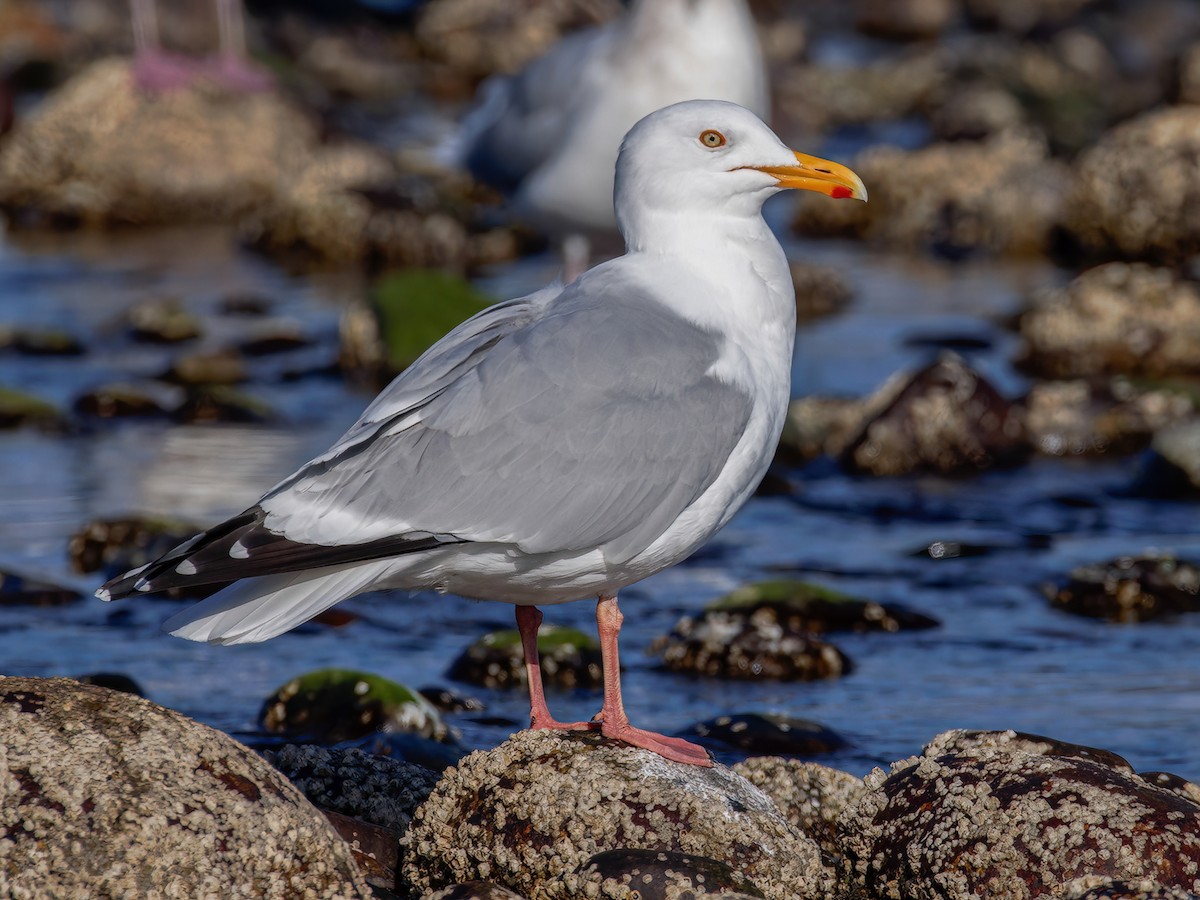 American Herring Gull Larus Smithsonianus Birds Of The World