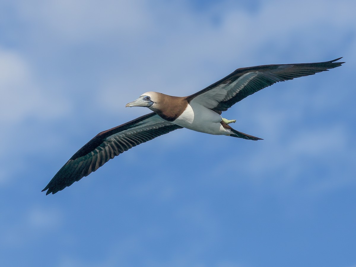 Cocos Booby - Sula brewsteri - Birds of the World