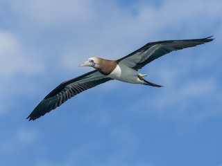 Cocos Booby - Sula brewsteri - Birds of the World
