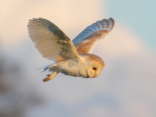 Western Barn Owl - Tyto alba - Birds of the World