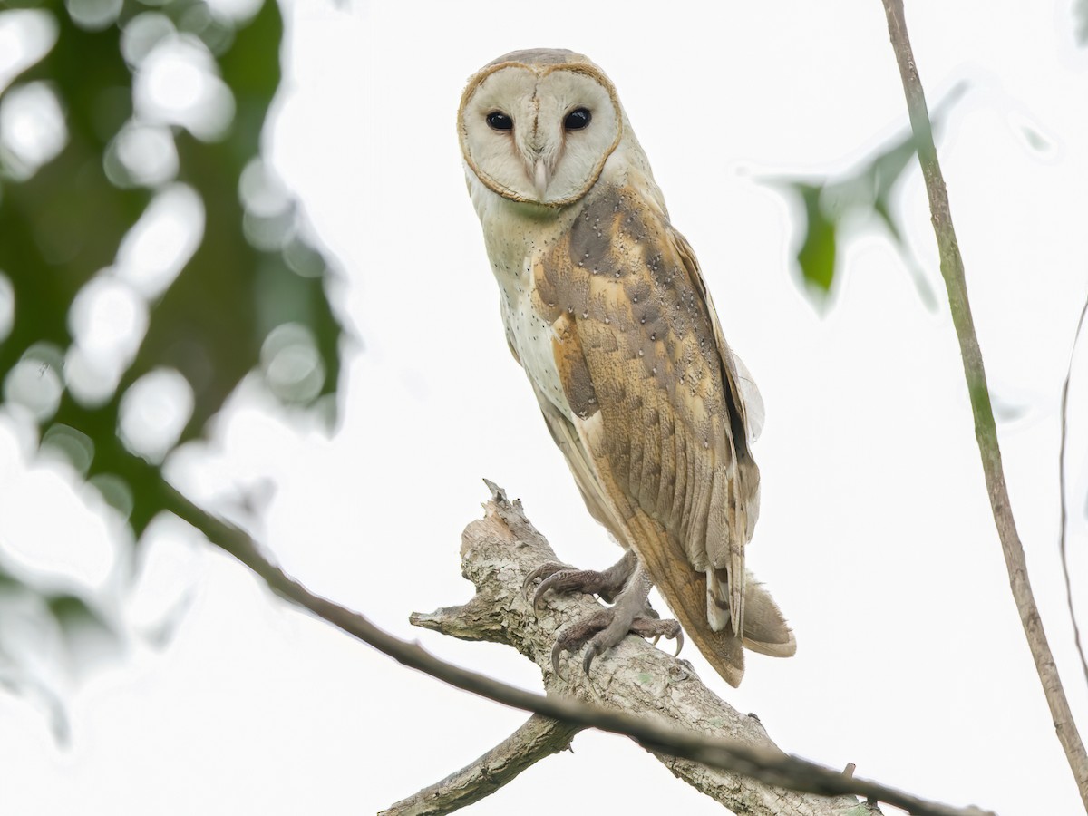 Eastern Barn Owl Tyto javanica Birds of the World