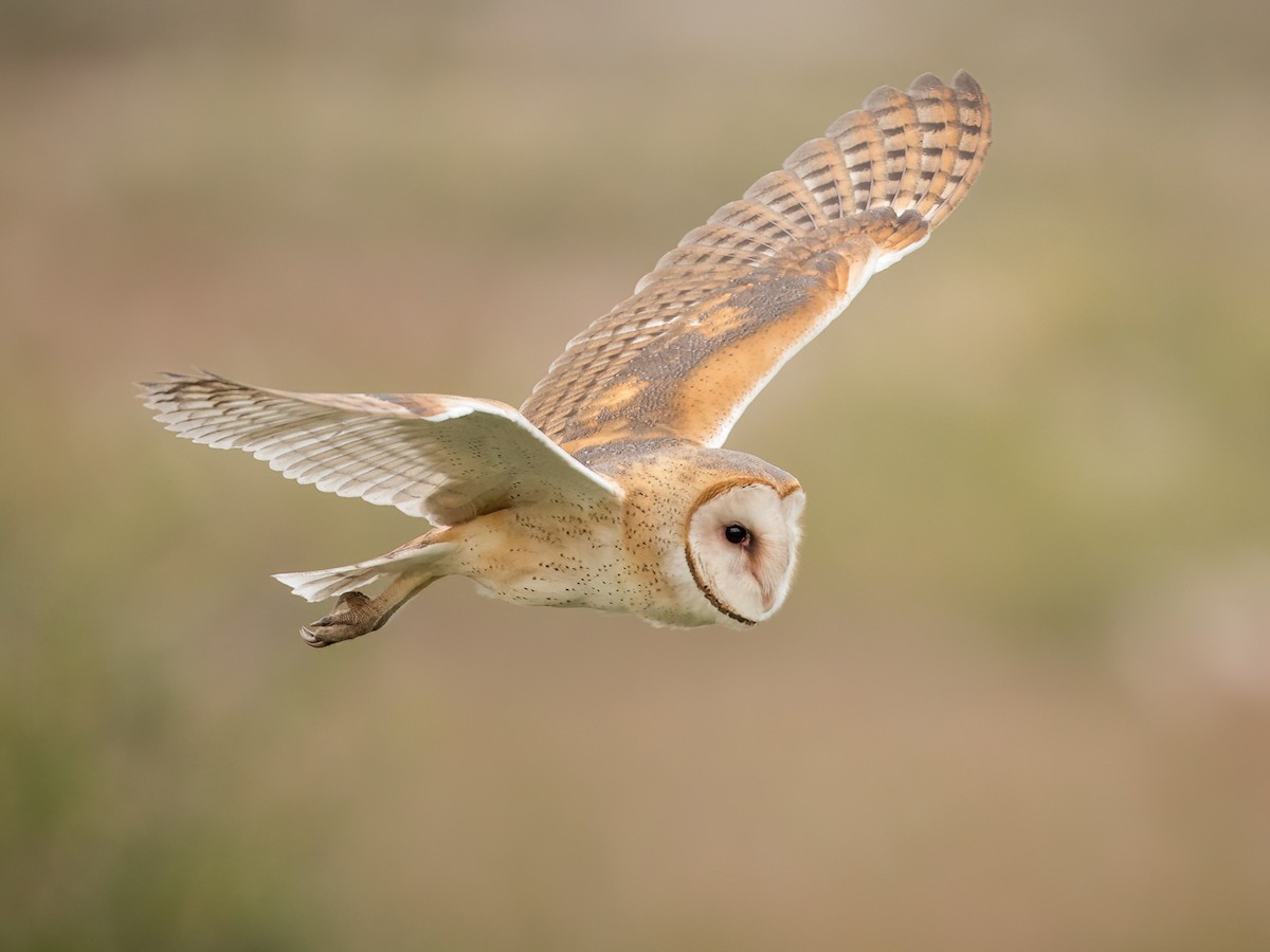 Popular Barn owl