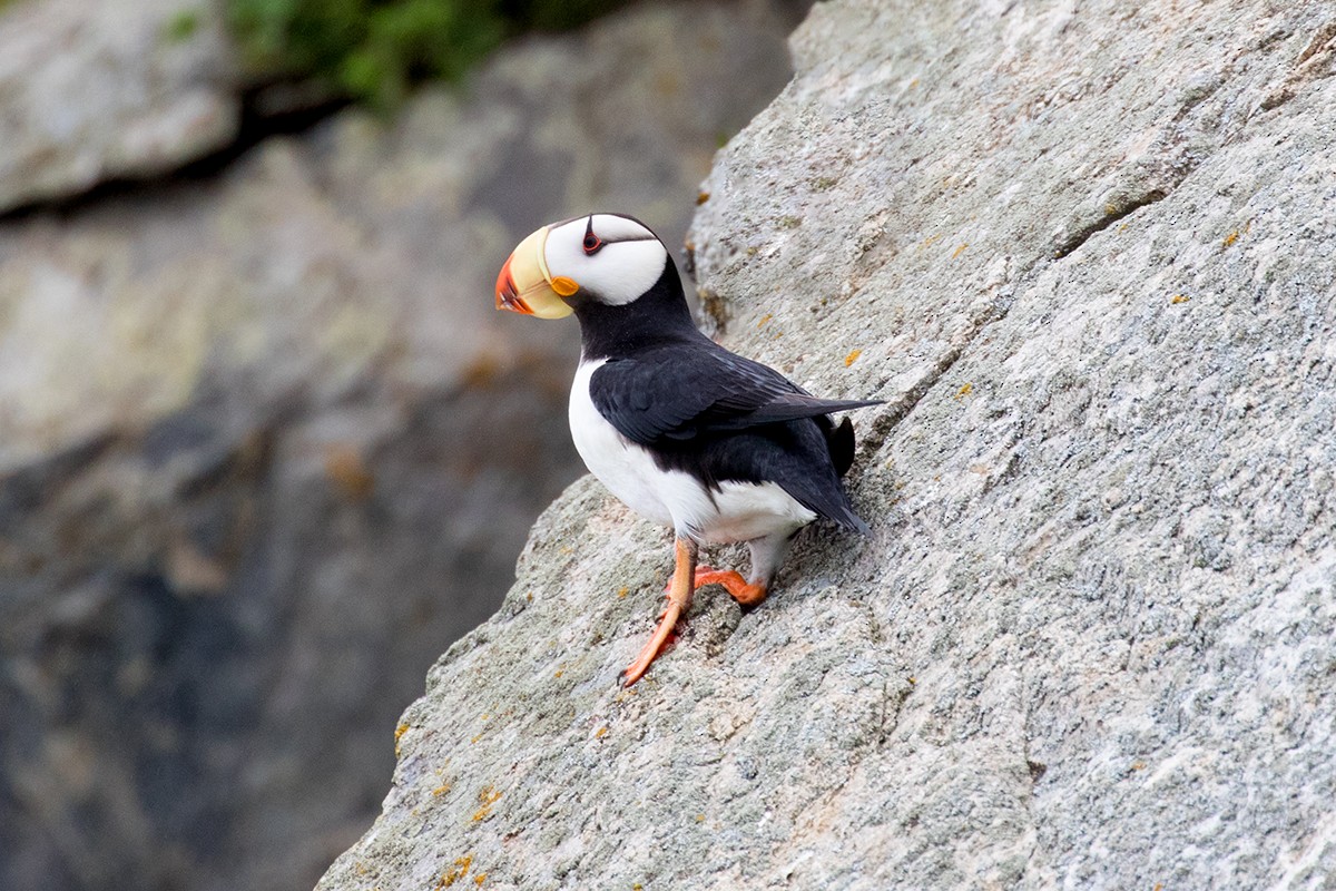 Horned Puffin - ML62304231