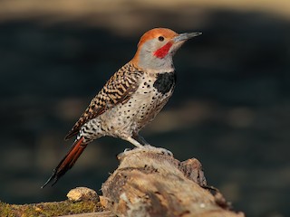 Guatemalan Flicker - Colaptes mexicanoides - Birds of the World