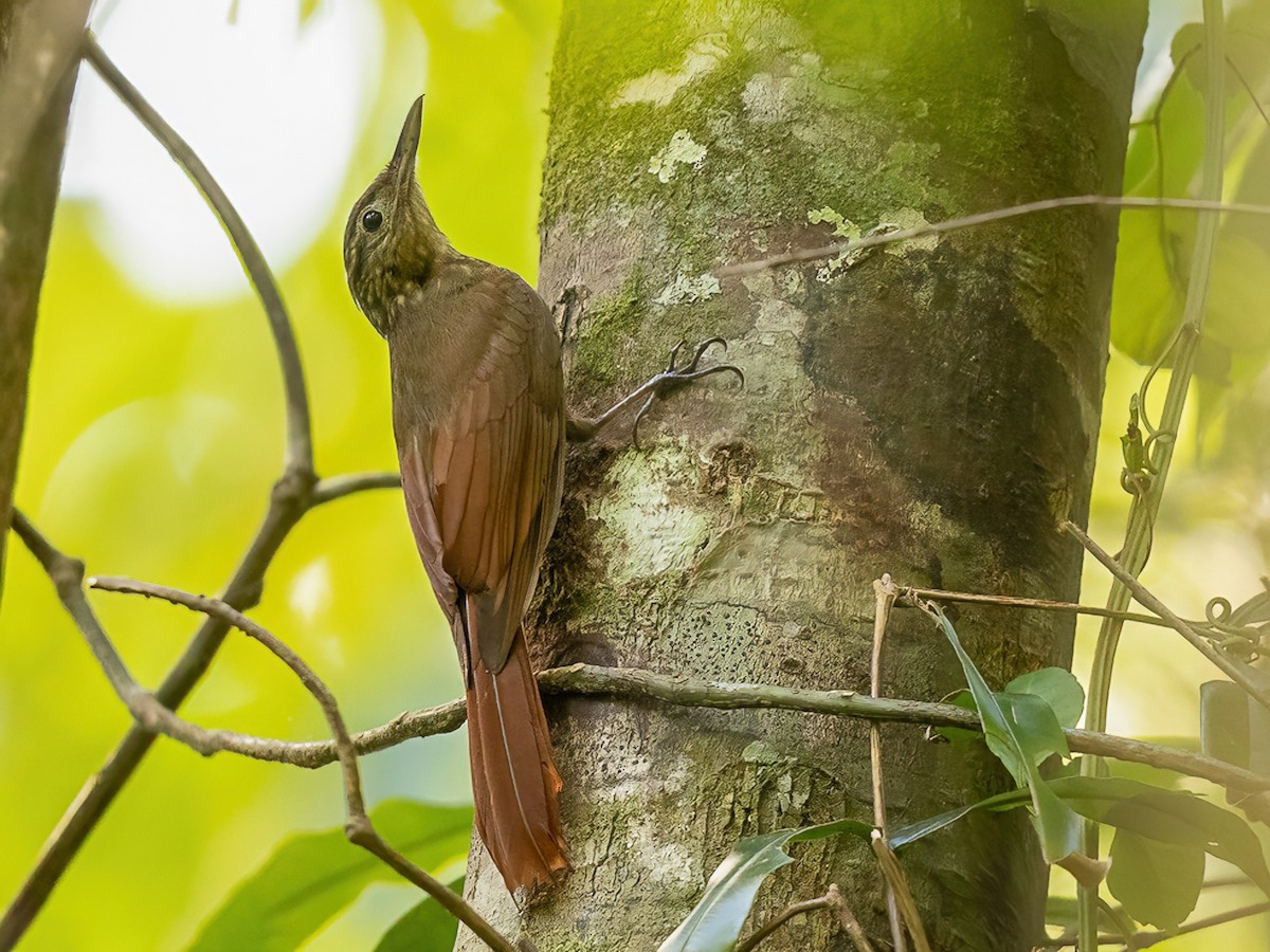 Piping Woodcreeper - Deconychura typica - Birds of the World