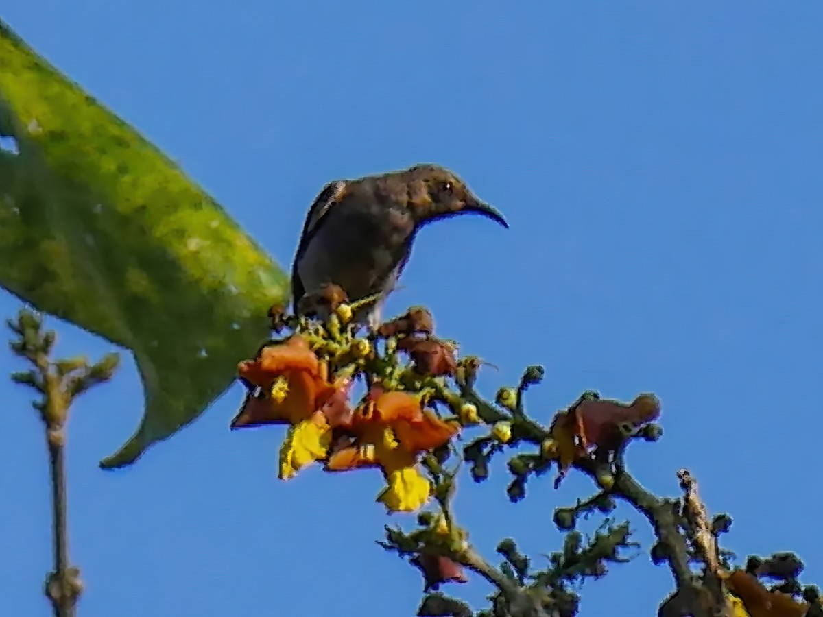 Moluccan Myzomela - Myzomela simplex - Birds of the World
