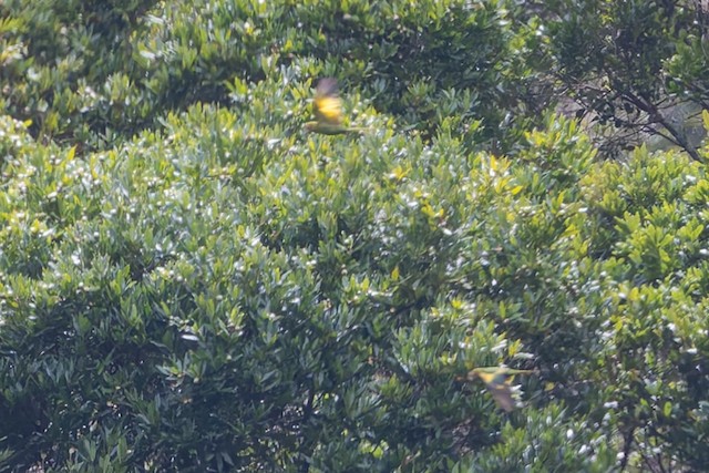 Sulphur-winged Parakeet