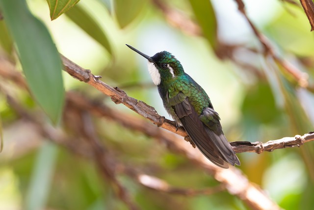 White-throated Mountain-gem