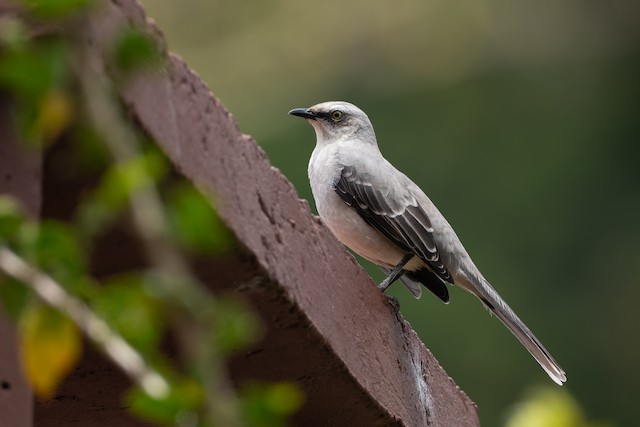 Tropical Mockingbird