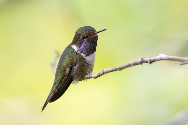 Volcano Hummingbird