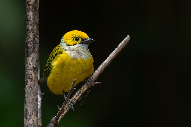 Silver-throated Tanager