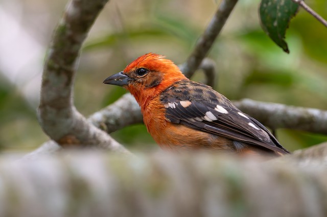 Flame-colored Tanager