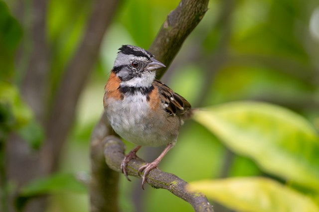 Rufous-collared Sparrow