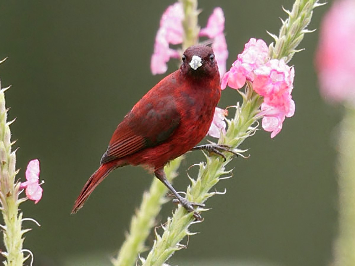 Reddish Myzomela - Myzomela erythrina - Birds of the World