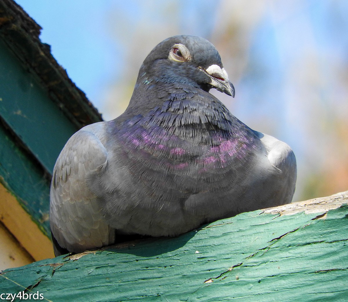 Rock Pigeon (Feral Pigeon) - Charity Hagen