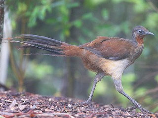 Albert's Lyrebird - eBird