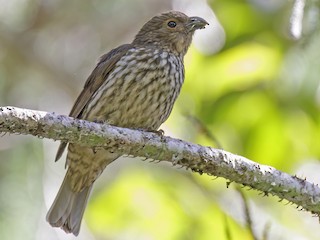 ハバシニワシドリ - eBird