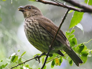 ハバシニワシドリ - eBird