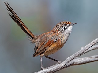  - ML623070397