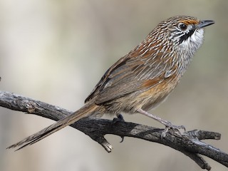  - ML623070398
